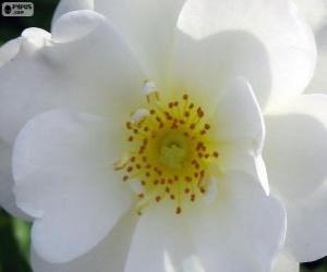 пазл Белый цветок